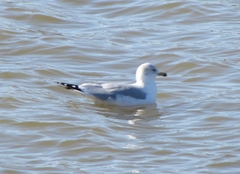 Larus delawarensis