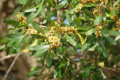 Sideroxylon spinosum (Sideroxylon spinosum)