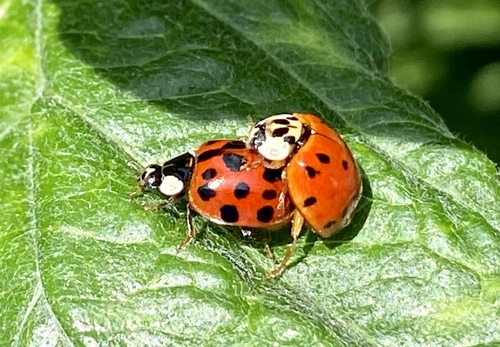 iNaturalist observation photo of Asian Lady Beetle