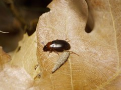 Calathus melanocephalus