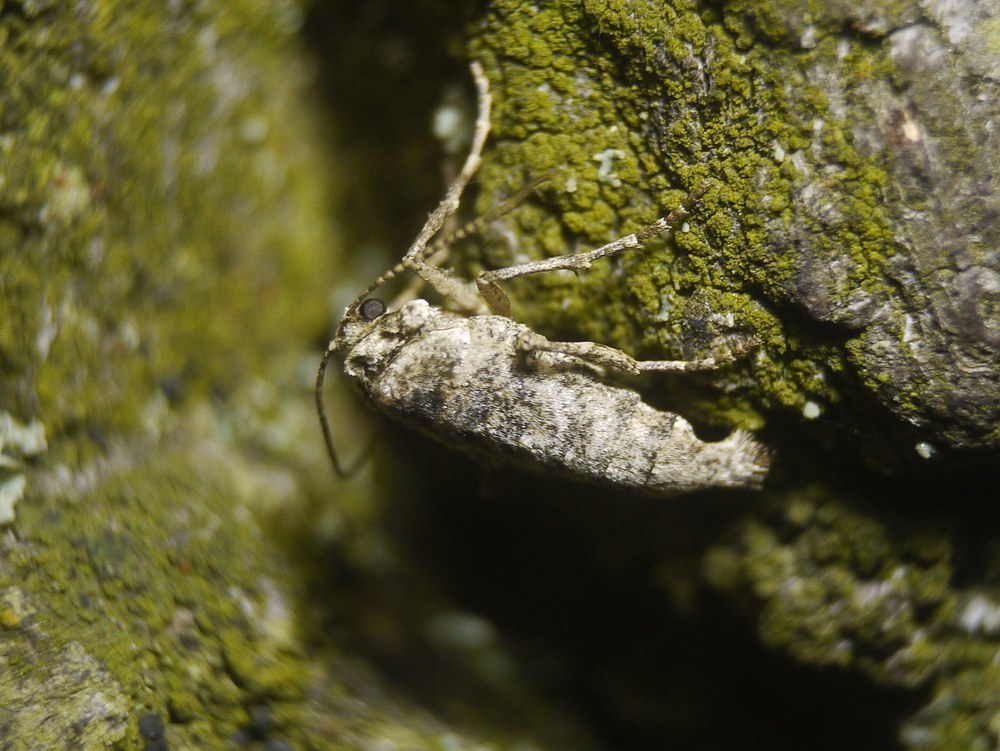 Agriopis bajaria