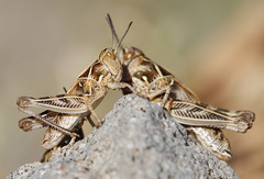 Dociostaurus maroccanus