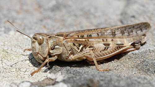 Moroccan Locust