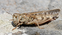 Dociostaurus maroccanus