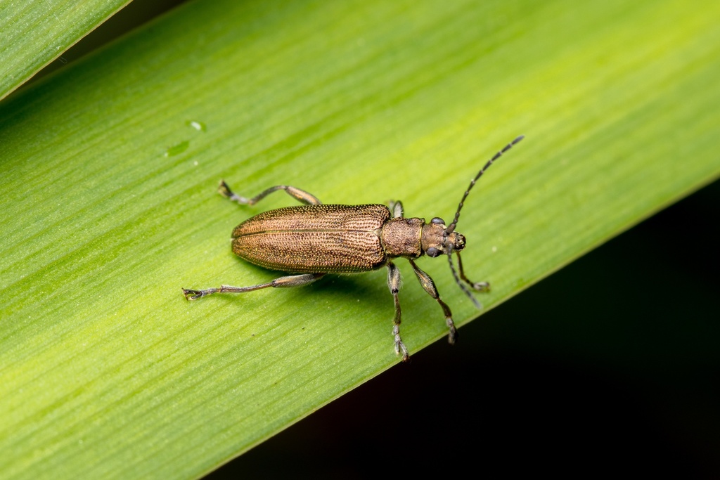plain reed beetle