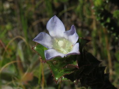 Roella amplexicaulis