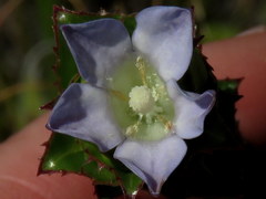 Roella amplexicaulis