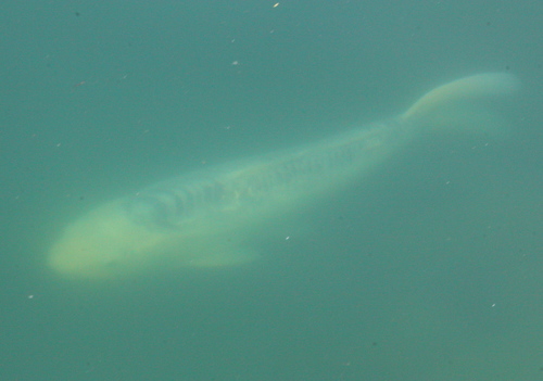 Cyprinus rubrofuscus