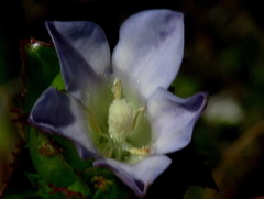 Roella amplexicaulis