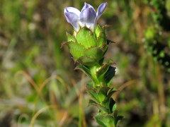 Roella amplexicaulis