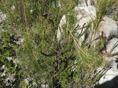 Roella amplexicaulis