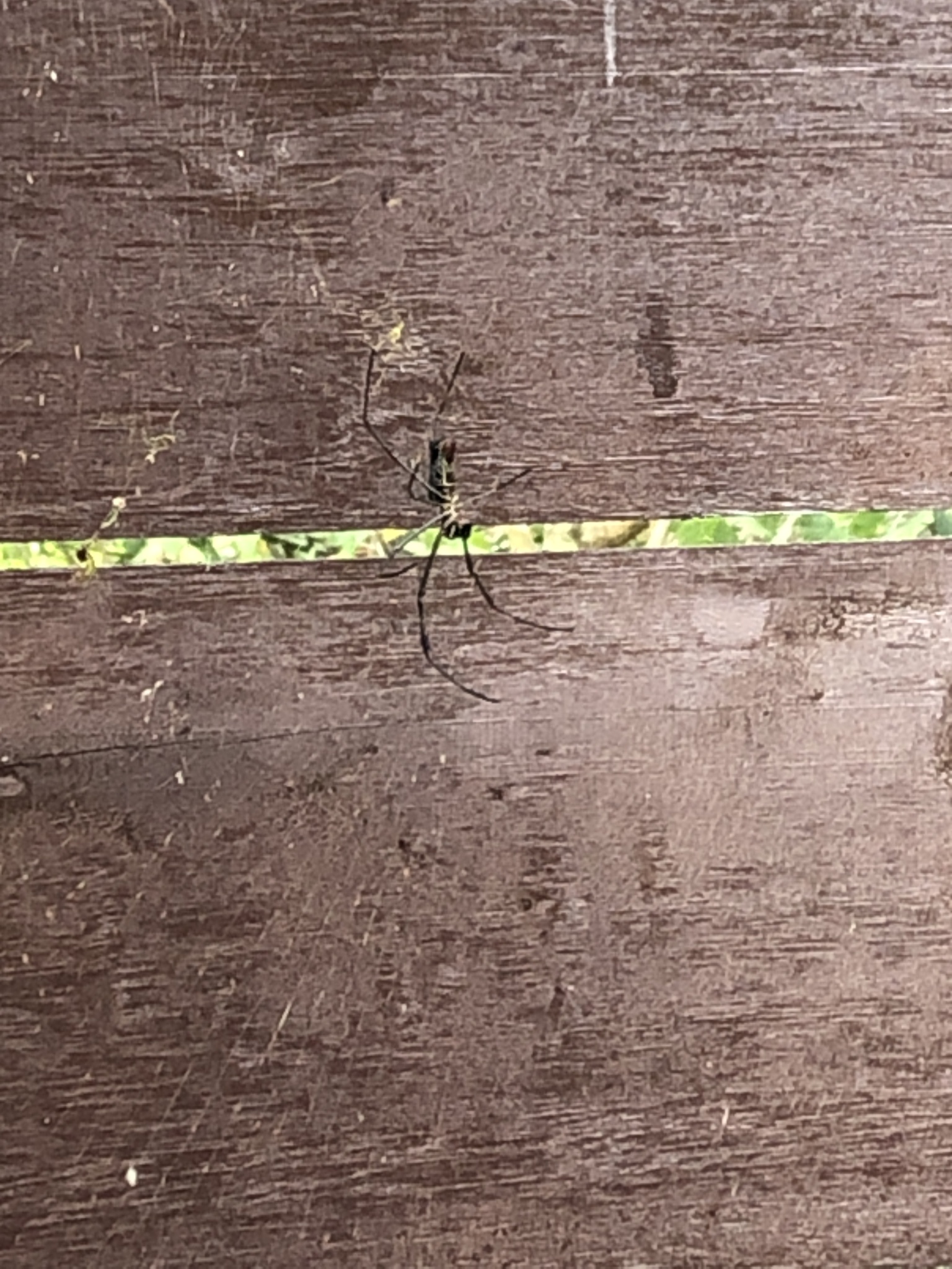 Trichonephila image