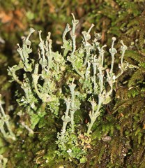 Cladonia concinna