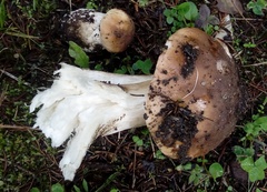 Boletus edulis