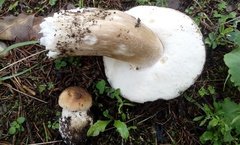 Boletus edulis