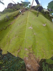 Magnoliopsida