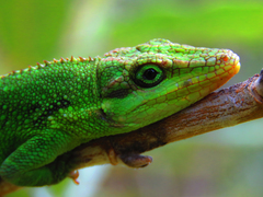 Anolis heterodermus