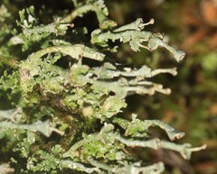 Cladonia concinna
