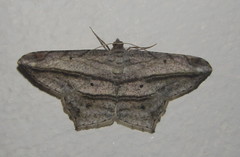 Chiasmia rectistriaria