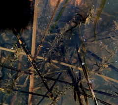 Lagarosiphon major