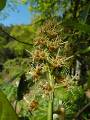 Prunus laurocerasus image