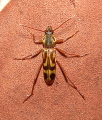 Chlorophorus annularis