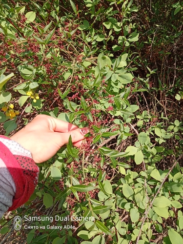 Image of Euonymus semenovii by (c) Михаил Орлов, some rights reserved (CC BY)