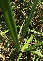 Cyperus dives