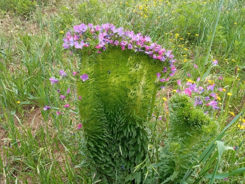 purple viper's-bugloss (Echium plantagineum)