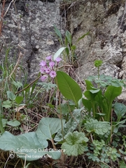 Primula kaufmanniana, photograph Михаил Орлов, CC BY, iNaturalist via GBIF