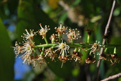 Prunus laurocerasus image