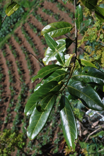 Prunus laurocerasus image