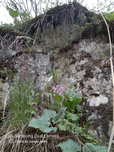 Primula kaufmanniana, photograph 6