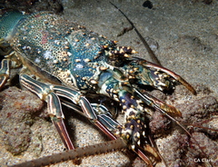 Panulirus penicillatus