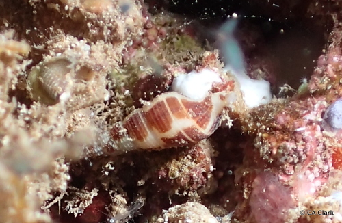Caducifer decapitatus observed 2018-09-25