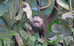 Varied Capuchin photo 5