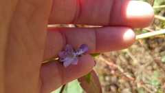 Trichostema dichotomum image
