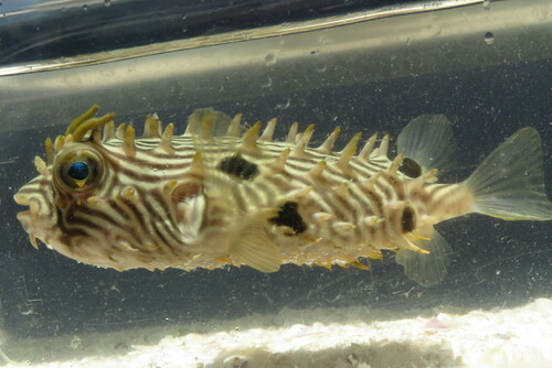 Striped Burrfish