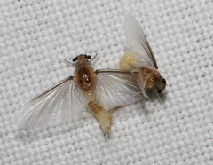 Caenis horaria