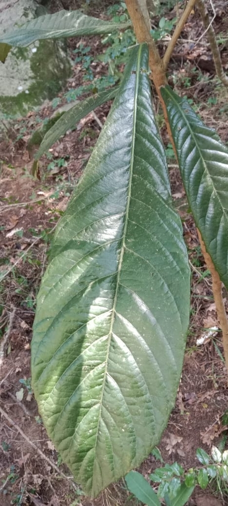 Loquat from Wynberg NU (2), Cape Town, 7824, South Africa on May 15 ...