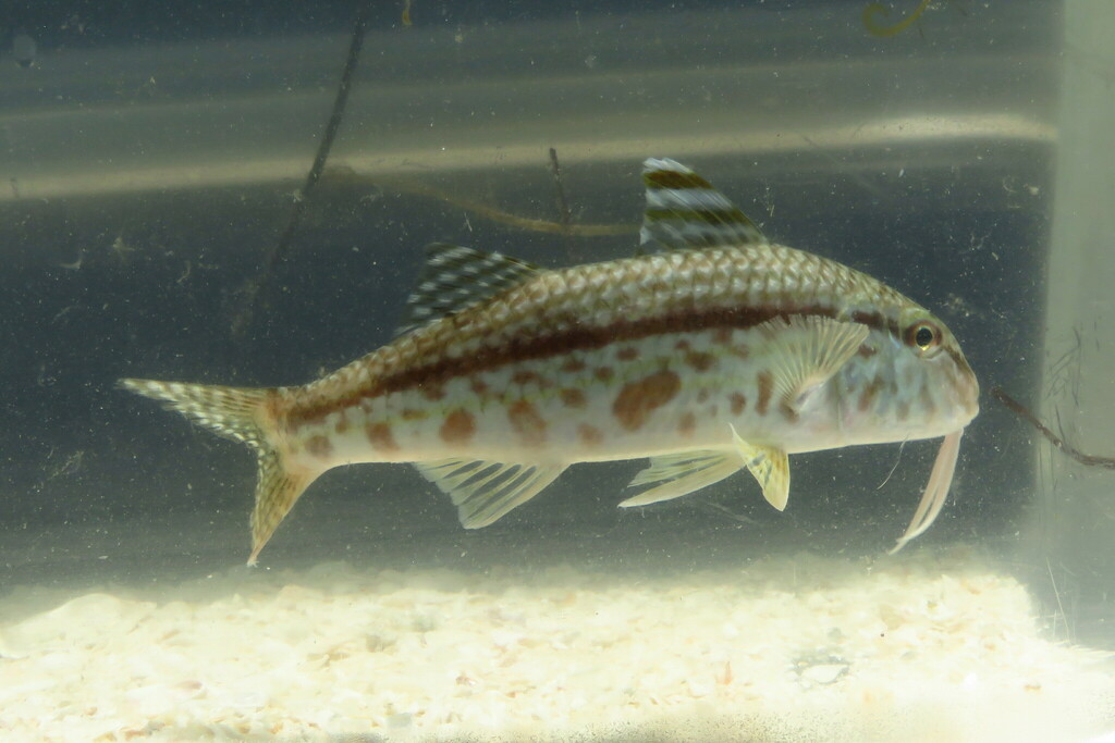 Goatfish (Mullus auratus) — Mullidae