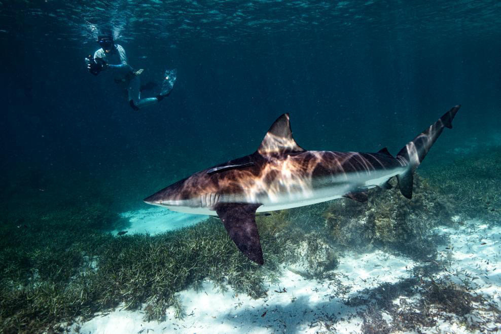 Black-tipped whaler (Carcharhinus brachyurus) — Carcharhinidae