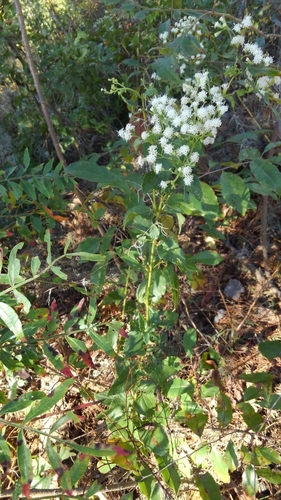 Ageratina altissima image