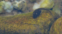 Bufo stejnegeri