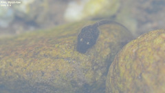 Bufo stejnegeri