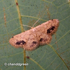 Idaea chotaria