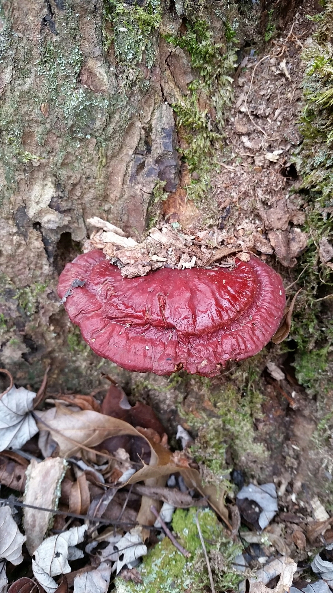 Ganoderma lucidum image