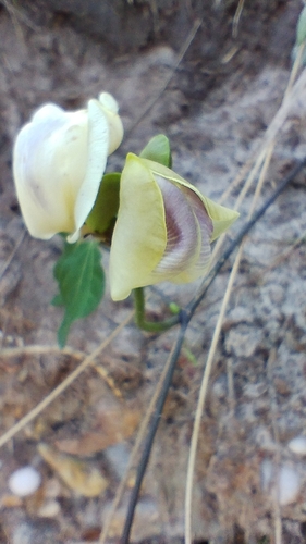 Image of Leptospron adenanthum by no rights reserved