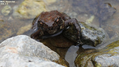 Bufo stejnegeri