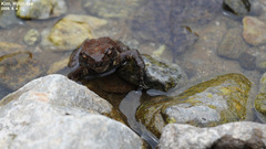 Bufo stejnegeri